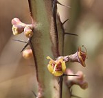 Euphorbia tenuispinosa PV2749 Mariakani vychodne GPS182 Kenya 2014 Christian IMG_3960.jpg